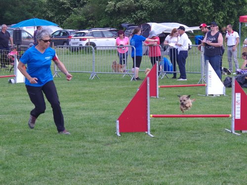 Concours d'agility, Magny sur Tille, 26 mai 2019