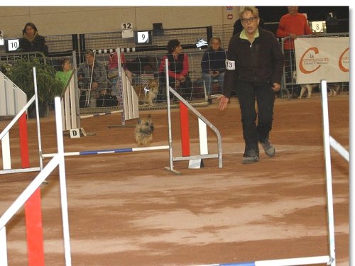 Concours d'agility, Le Creusot, 25 novembre 2018