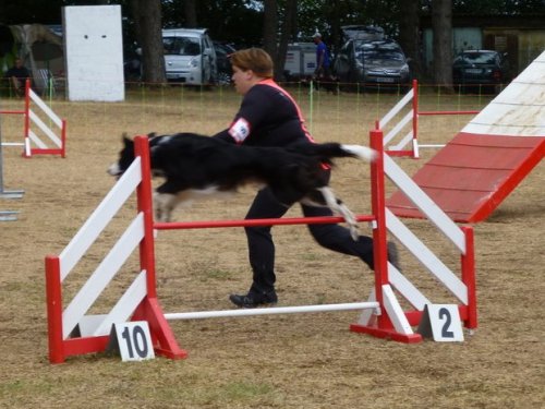 Concours d'agility, Nuits Saint Georges, 26 juillet 2015