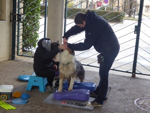 Stage de Fitness canin, 27 janvier 2019