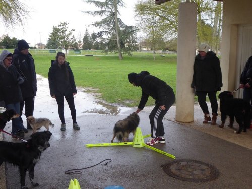 Stage de Fitness canin, 27 janvier 2019