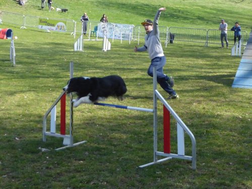 Concours d'agility, Le Creusot, 24 mars 2019