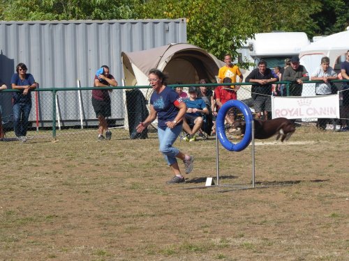 Concours d'agility, Dijon, 22 septembre 2019