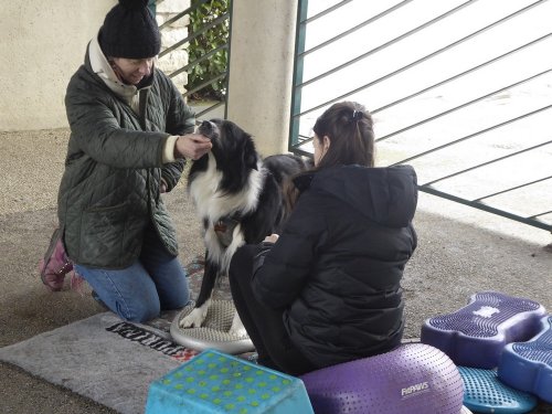 Stage de Fitness canin, 27 janvier 2019