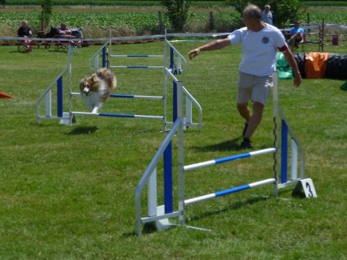 Concours d'agility, Sainte Marie la Blanche, 23 juillet 2017