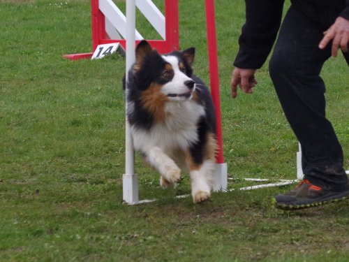 Concours d'agility, Barges, 1 avril 2018