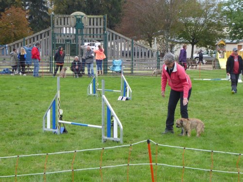 Concours d'agility, Sainte Marie la Blanche, 20 octobre 2019