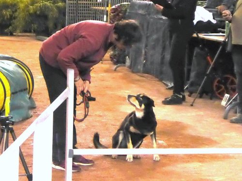 Concours d'agility en salle à la Nef au Creusot le 12 novembre 2017