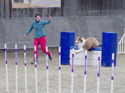 Concours d'agility, Dijon 8 décembre 2024