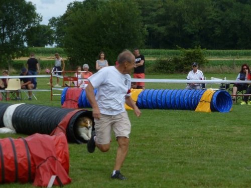 Concours d'agility, Sainte Marie la Blanche, 23 juillet 2017