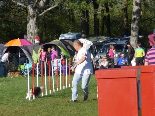 Concours d'agility, Magny sur Tille, 12 juillet 2015