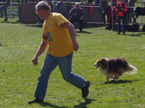 Concours d'agility, Le Creusot, 24 mars 2019