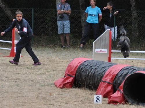 Concours d'agility, Nuits Saint Georges, 26 juillet 2015