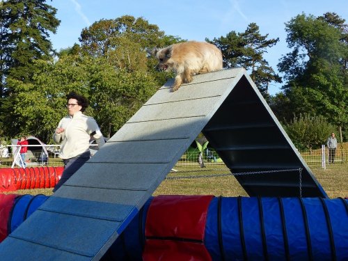 Concours d'agility de Fontaines, le 16 septembre 2018