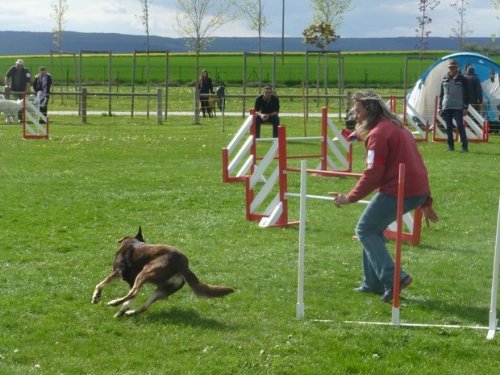 Concours d'agility, Barges, 16 avril 2017