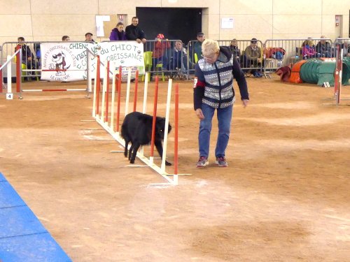 Concours d'agility en salle à la Nef au Creusot le 12 novembre 2017