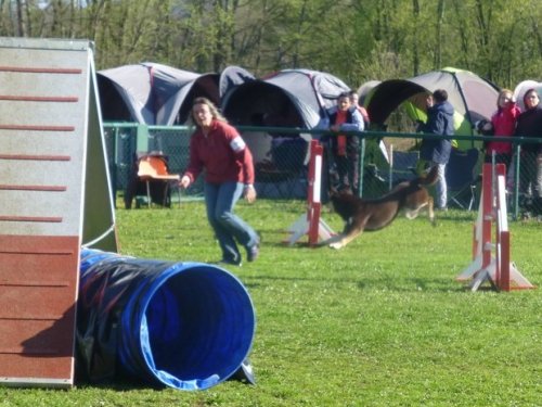 Concours d'agility, Macon, 26 mars 2017