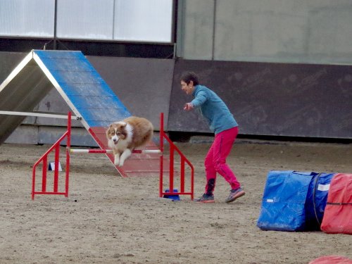 Concours d'agility, Dijon 8 décembre 2024