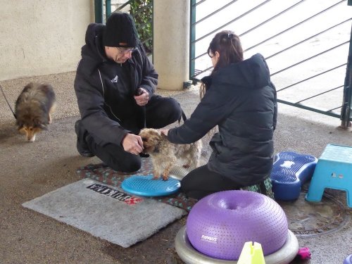 Stage de Fitness canin, 27 janvier 2019