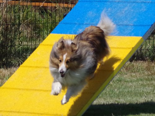 Concours d'agility, Montret, 25 juin 2023