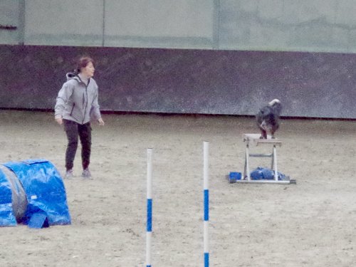 Concours d'agility, Dijon 8 décembre 2024