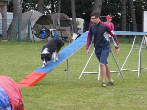 Concours d'agility, Daix, 17 juin 2018