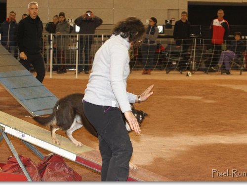 Concours d'agility, Le Creusot, 25 novembre 2018