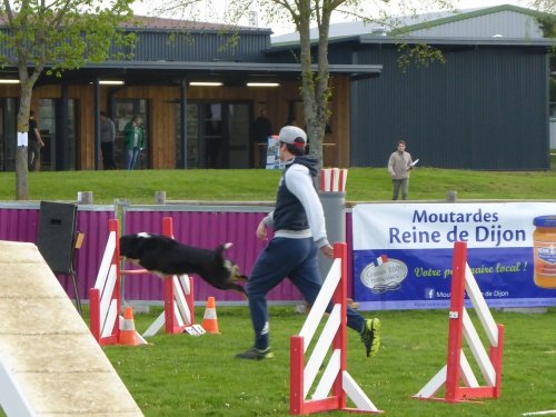 Concours d'agility, Barges, 21 avril 2019