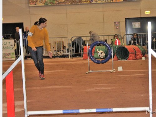 Concours d'agility, Le Creusot, 25 novembre 2018