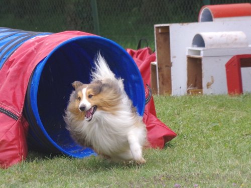 Concours d'agility, Daix, 17 juin 2018