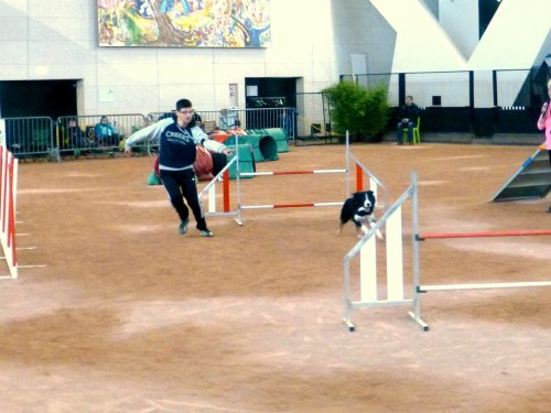 Concours d'agility en salle à la Nef au Creusot le 12 novembre 2017