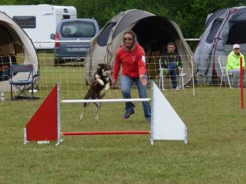 Concours d'agility, Magny sur Tille, 2 juillet 2017