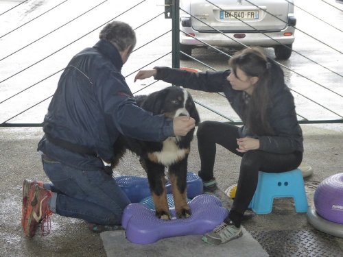 Stage de Fitness canin, 27 janvier 2019