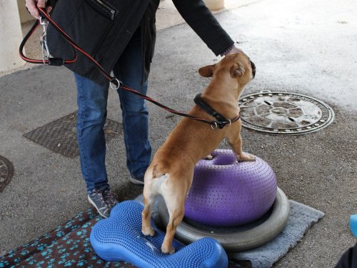 Stage de Fitness canin, 27 janvier 2019