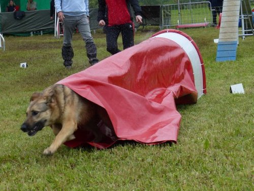 Concours d'agility de Fontaines, le 29 mai 2016