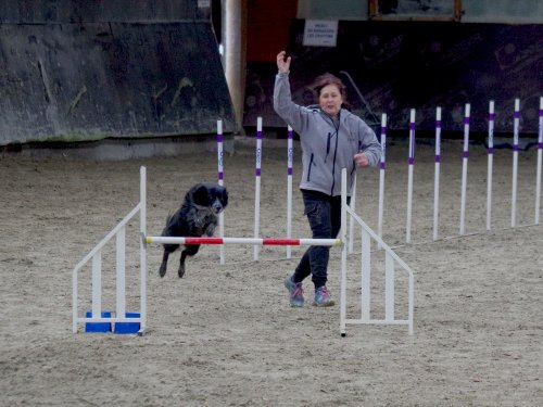 Concours d'agility, Dijon 8 décembre 2024