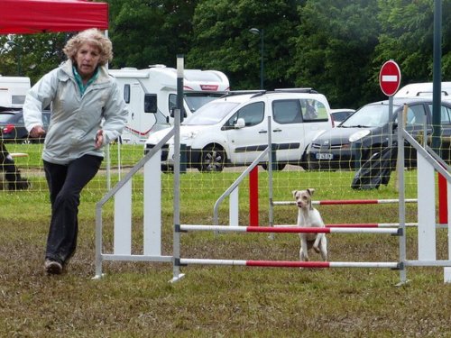 Concours d'agility de Fontaines, le 29 mai 2016