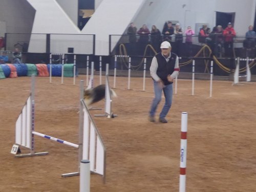 Concours d'agility, Le Creusot, 24 novembre 2019