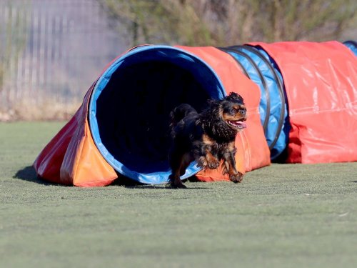 Pré-Agility au Creusot ,9 février 2025