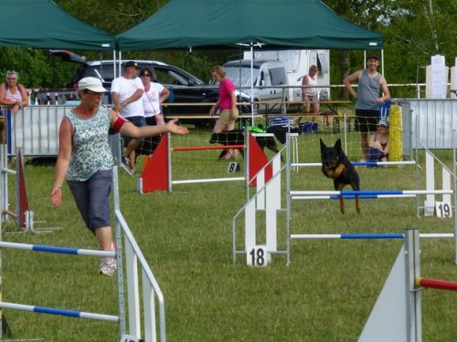 Concours d'agility, Magny sur Tille, 12 juillet 2015