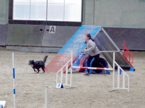 Concours d'agility, Dijon 8 décembre 2024