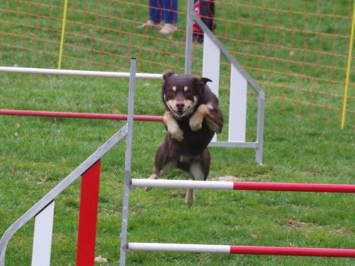 Concours d'agility, Le Creusot, 19 mars 2017