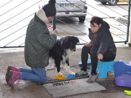 Stage de Fitness canin, 27 janvier 2019