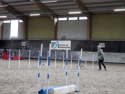 Concours d'agility, Dijon 8 décembre 2024