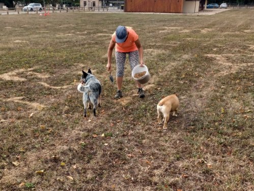 Concours d'agility, Fontaines 11 septembre 2022