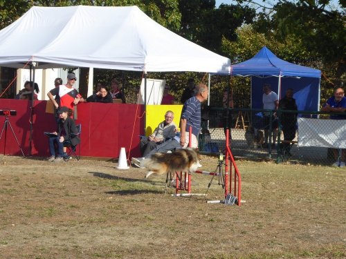 Concours d'agility, Dijon, 22 septembre 2019