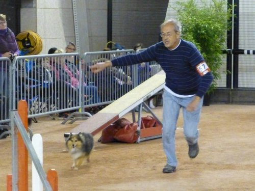 Concours d'agility, Le Creusot, 11 novembre 2014