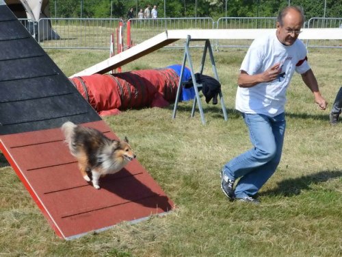 Concours d'agility, Le Creusot, 24 mai 2015