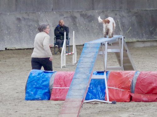 Concours d'agility, Dijon 8 décembre 2024