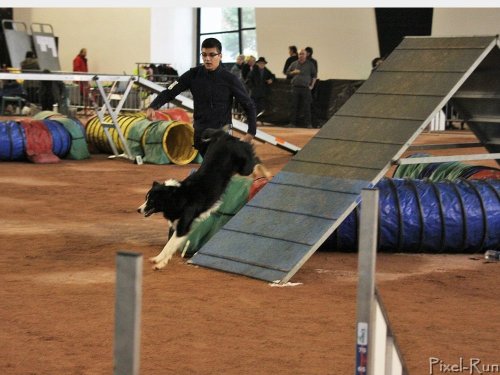 Concours d'agility, Le Creusot, 25 novembre 2018